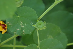 Abutilon indicum subsp. guineensis